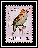 Nightingale (Luscinia megarhynchos)