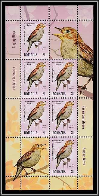 Nightingale (Luscinia megarhynchos)