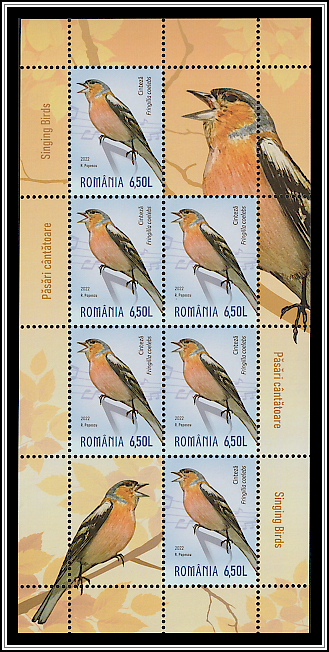 Chaffinch (Fringilla coelebs)