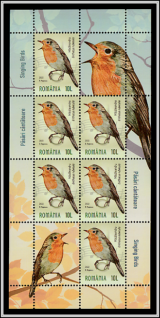 European Robin (Erithacus rubecula)