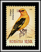 Eurasian Golden Oriole (Oriolus oriolus)