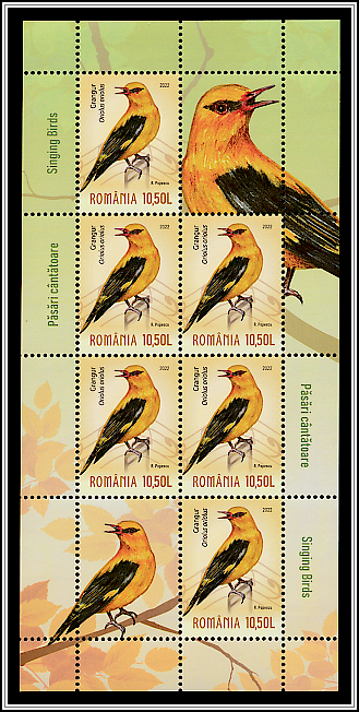 Eurasian Golden Oriole (Oriolus oriolus)