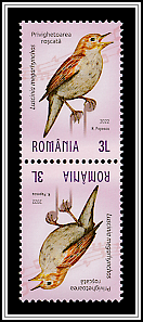 Nightingale (Luscinia megarhynchos)