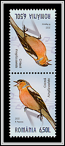 Chaffinch (Fringilla coelebs)