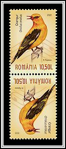 Eurasian Golden Oriole (Oriolus oriolus)