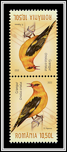 Eurasian Golden Oriole (Oriolus oriolus)