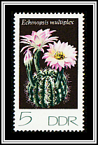 Echinopsis multiplex