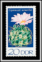 Gymnocalycium monvillei