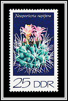 Neoporteria rapifera