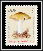 Livid Entoloma