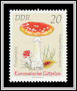 Red Fly Agaric