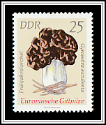 Brain Mushroom