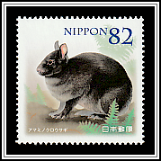 Amami Rabbit (Pentalagus furnessi)