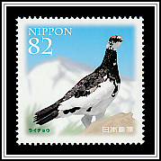 Rock Ptarmigan (Lagopus muta)
