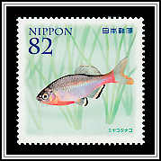 Tokyo Bitterling (Tanakia tanago)