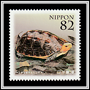 Chinese Box Turtle (Cuora flavomarginata evelynae)
