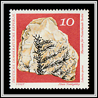 The Oldest Conifers (Lebachia speciosa)