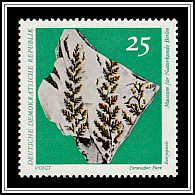 Permian Fern (Botryopteris)