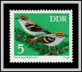 Common Firecrest (Regulus ignicapillus)