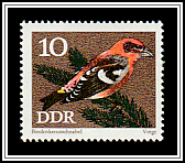 Two-barred Crossbill (Loxia leucoptera)