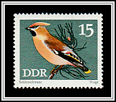 Bohemian Waxwing (Bombycilla garrulus)