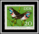 White-spotted Bluethroat (Luscinia svecica cyanecula)