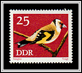 European Goldfinch (Carduelis carduelis)