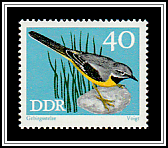Grey Wagtail (Motacilla cinerea)