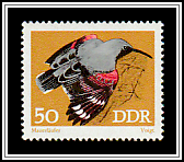 Wallcreeper (Tichodroma muraria)