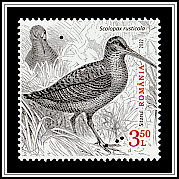 Eurasian Woodcock (Scolopax rusticola)