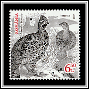 Hazel Grouse (Tetrastes bonasia)