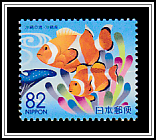 Clown Anemonefish (Amphiprion ocellaris)