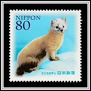 Hokkaido Sable (Martes Zibellina Brachyura)