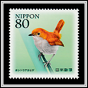 Ryukyu Robin (Luscinia komadori namiyei)