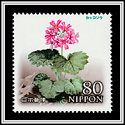 Primula kisoana Miquel var. kisoana