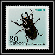 Stag Beetle (Neolucanus insulicola)