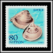 Common Oriental Clam (Meretrix lusoria)