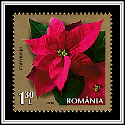 Poinsettia (Euphorbia pulcherrima)