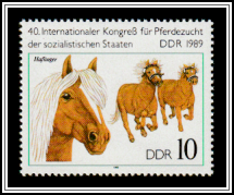 Haflinger