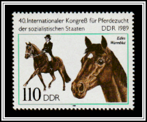 Noble Warmblod