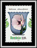 Marsh Mallow (Althaea officinalis)