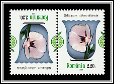 Marsh Mallow (Althaea officinalis)