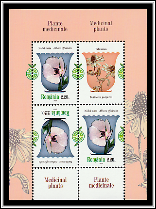 Marsh Mallow (Althaea officinalis)