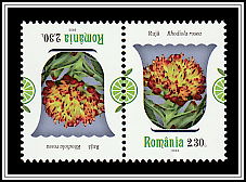 Arctic Root (Rhodiola rosea)
