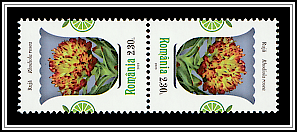 Arctic Root (Rhodiola rosea)