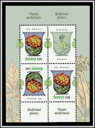 Arctic Root (Rhodiola rosea)