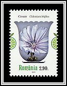 Chicory (Cichorium intybus)