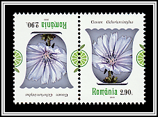 Chicory (Cichorium intybus)