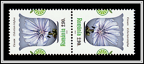 Chicory (Cichorium intybus)