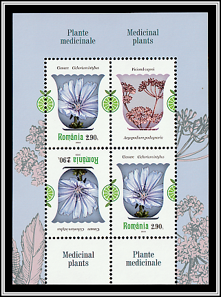 Chicory (Cichorium intybus)